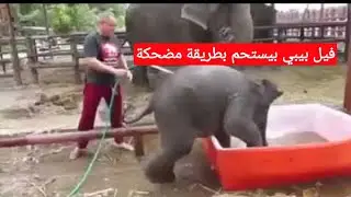 فيل بيبي يستحم بطريقة مضحكة جدا ! مش هتبطل ضحك!سبحان الله عسل هههههههه