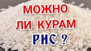 Can chickens have rice?
