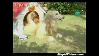 Weird Japanese Dog