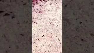 Crazy amount of Ants insects in Utah USA,New Video August 2024! #ants #insects #bugs #critters #2024