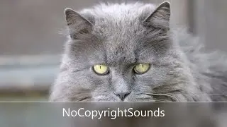 NoCopyrightSounds