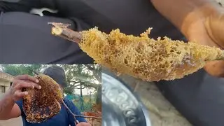 honey hunting /Tamil/ bhuvi/ village தேன் வேட்டை/ Tamil/ bhuvi /village