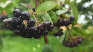 Aronia or Black Chokeberry. The Best Varieties for the Garden. Tasty and Healthy Chokeberry.