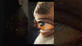 Macro Photography Of Eye | Silent Photographer|