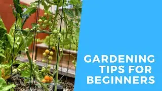 Gardening Tips for the Absolute Beginner