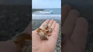 🌊Ракушки и море 🌊 #shorts #ракушки #море #черноеморе