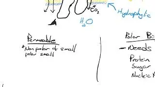 osmosis and diffusion fundamentals