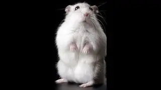Новый житель нашего дома