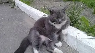 Приколы про пушистых домашние любимцы