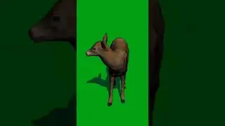 animal green screen video 