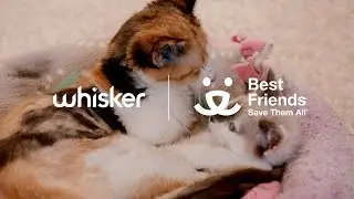 Whisker gives back to help save cats