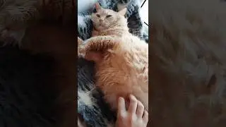 #кот #юмор #котик #котики  #shorts #Россия
