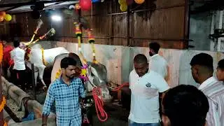 बैल पोळा.. 2022.. मिरवणुकीसाठी जाताना. महाराज ग्रुप, गुळवे परिवार. भोसरी.