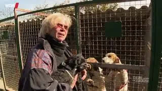 Einschläfern von Hunden in Frankreich nach 10 Tagen gesetzlich erlaubt - ARD/WDR