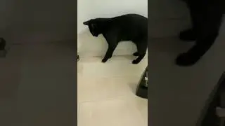 Метроном и кошка                      