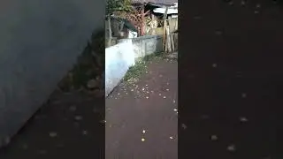 это ещё осень была ,я давно снимала это но не выкладовала ,решила выложить