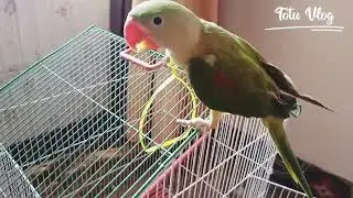 This is how totu play #totuvlog #playingparrot #parrot