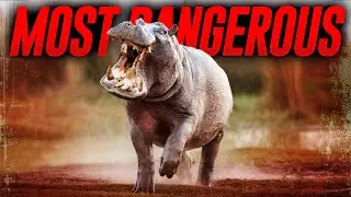 Into the Wild: Discovering the World's Most Dangerous Animals