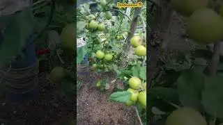 Сад на Кубани урожай 2024 #shorts