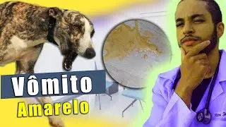 O que fazer quando o cachorro VOMITA AMARELO!