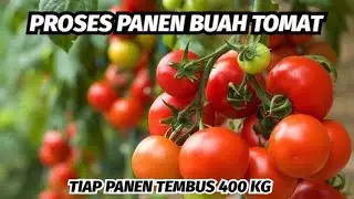 PROSES PANEN BUAH TOMAT PERTANIAN - 400 KG TIAP PANEN👍