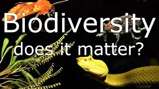 Does Biodiversity Matter? What is it and should Conservation be so Focused on it?