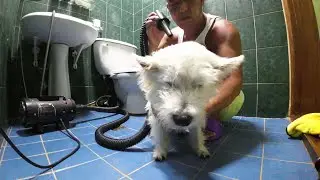흙장난,물장난 하는 소형견 화이트테리어 짱구 목욕!