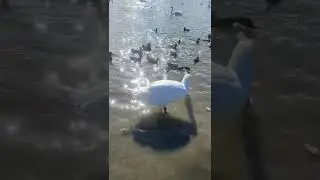 Кормим голубей, уток и голубей на море.