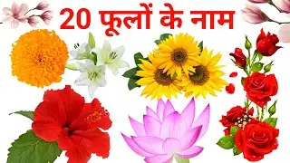 20 फूलों के नाम | 20 phoolon ke naam | twenty phoolon ke naam | 20 flowers hindi aur angreji mein