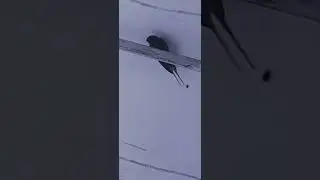 Bird defending his wife عصفور فى مزاج سيئ