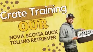 How We Crate Trained Our Nova Scotia Duck Tolling Retriever In Two Days
