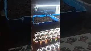 Рання Капуста-початок.