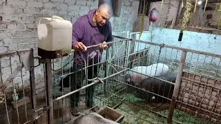 Проверили яйца у уток. И отдали свиньям.