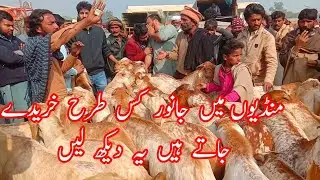 منگل منڈی حاصل پور بکرا منڈی کے تازہ ریٹ مکھی چینے نکوڑوں والے بکرے ویڈیو اچھی لگے تو لائک اور چینل