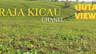 Suara Jangkrik full Suara Jangkrik Alam Bagus Buat Usir Tikus🦗