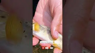 Ловим форель! #fortmen #fishing #рыбалка #рыбалка2024 #форель