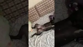 Кайфуша #жиганец #питбульграф