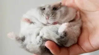 How Are My Hamsters?