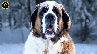 "Guide to the Saint Bernard: Everything You Need to Know"!