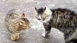 Коты рамсят