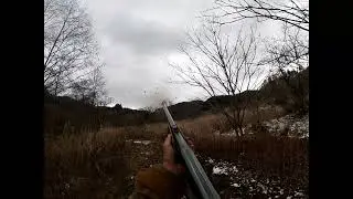Upland duck shooting with our dog