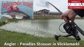 Angler - Paradies Strasser in Vöcklamarkt / Kapitale Fische / FULL HD