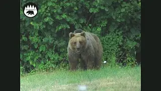 Slovenska divocina vo fotografii (1)