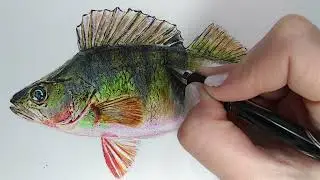 Рисунок окунь акварельными карандашами. Perch drawing