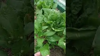 САМЫЙ СЛОЖНЫЙ ВОПРОС В ОГОРОДЕ #настялосева #рецептвкуснойжизни