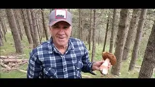 1 Boletus Pinicola Junio 2024 Señor Antonio