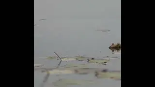 ЛОВЛЯ на ПОПЛАВОК это КЛАССИКА
