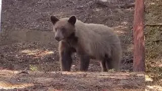 Bear at Mt. Wilson observatory, Los Angeles, CA