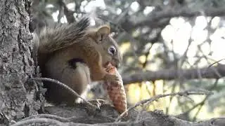 Как едят белки🔥How squirrels eat #Shorts