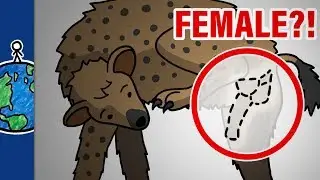 Why Do Female Hyenas Have Pseudo-Penises?!